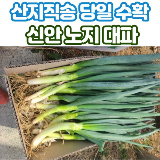 흙내음 가득! 산지대파 제대로 알고 맛있게 즐기는 법 😋