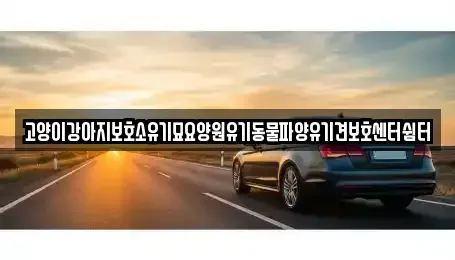 광주광역시 광산구 대산동 중고차 전문 고양이강아지보호소유기묘요양원유기동물파양유기견보호센터쉼터